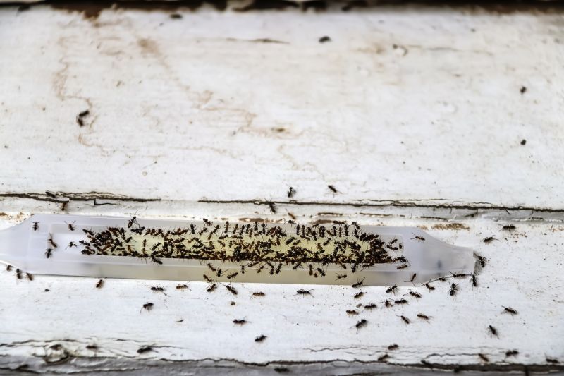 Electronic Mole Repellent Devices
