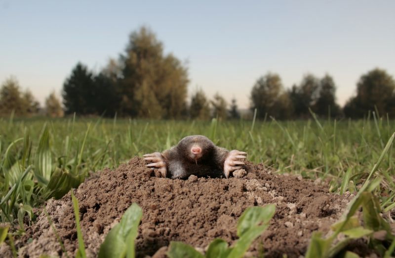 Mole Trapping