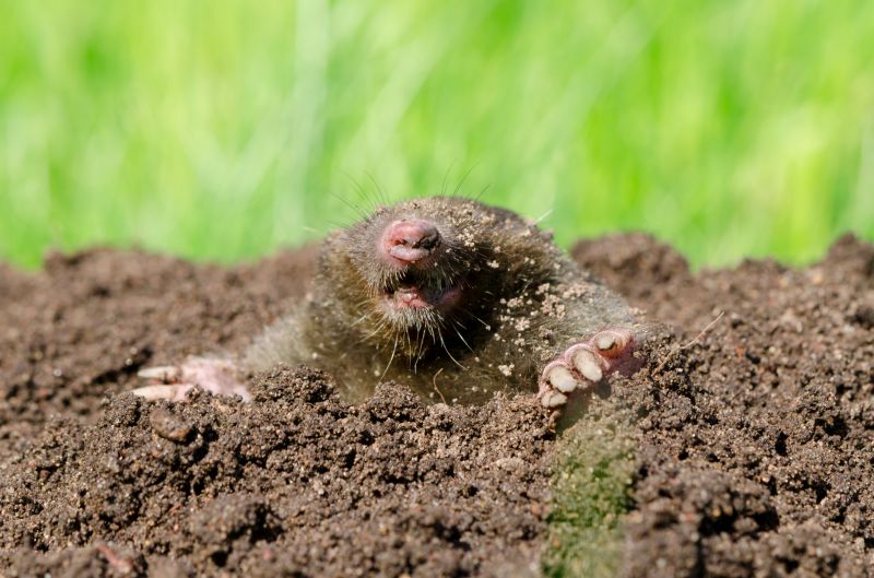 Don’t Let Mole Tunnels Ruin Lawns
