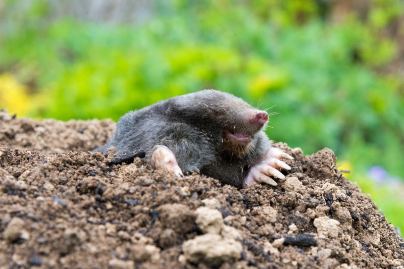 Trapped Moles