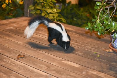 Skunk Odors
