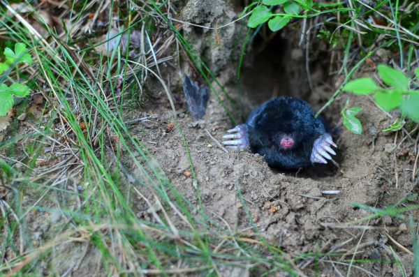 Mole Management Service