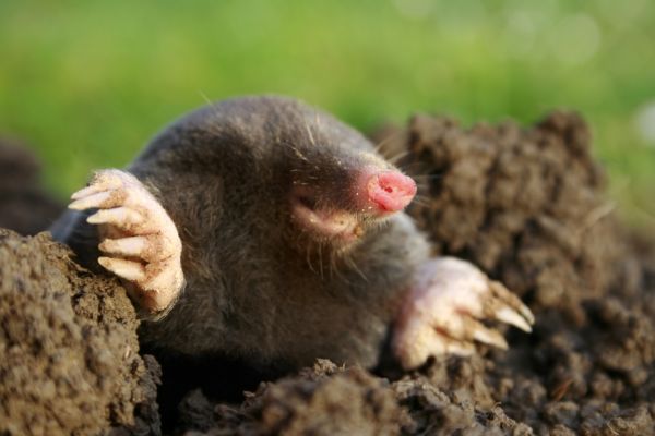 Mole Exterminating